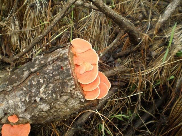 arte natural en los caminos de Opaybo.JPG